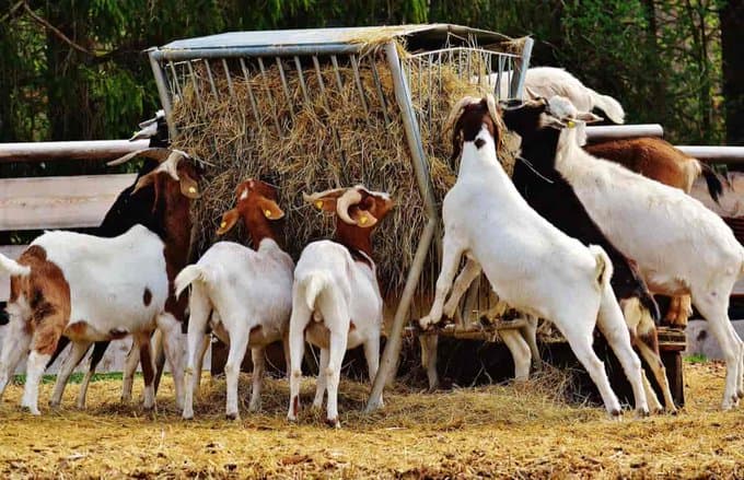 Goat Farming: A Lucrative Agribusiness Opportunity